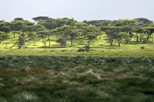 African Country Landscapes Drucke: Small marsh at Ndutu