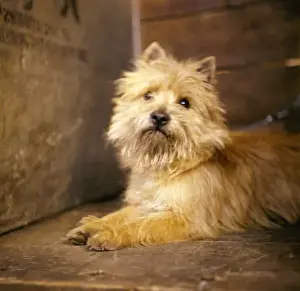 Funny Animal Images Drucke: Small terrier at a dog show