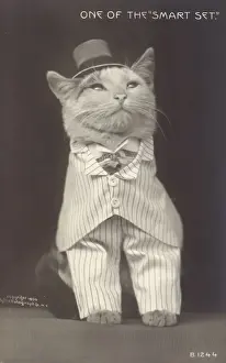 Cat Wearing Hat Drucke: One of the smart set