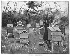 Beehive Management Techniques Drucke: Smoking the Bees / Stokes
