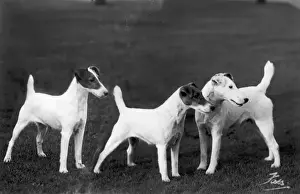 Rasierfuchs terrier