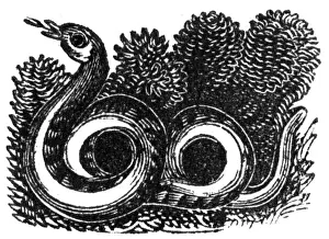 Reptile Art Drucke: Snake, c. 1800