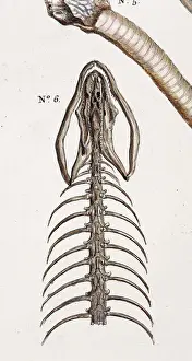 Schlangenkanzept von Albertus Seba