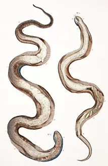 Engraved Animal Art Drucke: Snakes by Albertus Seba