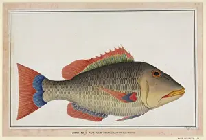 Klappersnapperfisch