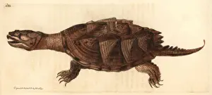 Historical Animal Illustrations Drucke: Snapping turtle, Chelydra serpentina