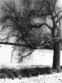 Snow Covered Trees Image Drucke: Snow and Tree Study