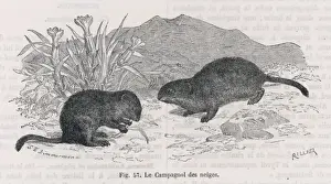 Rocky Terrain Wildlife Drucke: SNOW VOLES