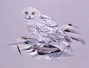 Drucke von Ein Schneehuhn (Bubo scandiacus) Gemälde von Malcolm Greensmith Schneeeule Drucke: Schneehuhn