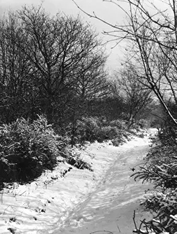 Winter Weather Photography Drucke: Snowy Woods