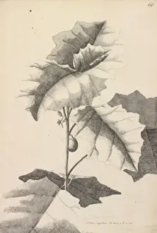 Solanaceae Plant Images Drucke: Solanum repandum