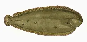 Drucke von Sola solaea oder Gemeiner Seebarsch; auch als Doverseebarsch und Schwarzer Seebarsch bekannt ist eine Art von Flachfischen. Datum: 1864 Plattfisch Drucke: Seine Seeschlange oder Gemeiner Rote Aal