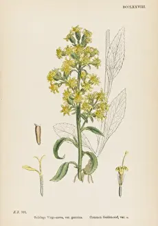 Wildflower Identification Drucke: Solidago Virga-Aurea
