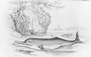 Drucke von Linocutzeichnung, Tafel 28 aus dem Naturisten-Bibliothek Band XXV/11 von Robert Hamilton, 1836 Ganges-Flussdelfin Drucke: Der Sisimund des Ganges, eine Delfinart