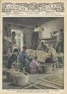 Sortieren der Seidenraupenwickel