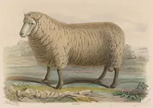 Drucke von Südwestram von John Ellman aus Glynde in Sussex Glynde Drucke: Südwest-Rindrasseln