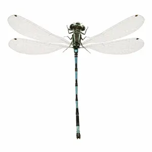 Arthropod Pictures Drucke: Southern Damselfly