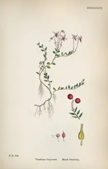 Vaccinium Oxycoccos Drucke: Sowerby / Marsh Cranberry