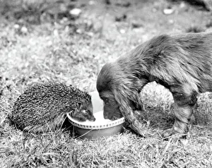 Hund Drucke: Rennhund und Eichhörnchen