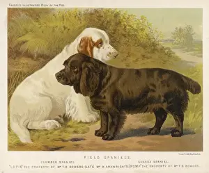 Drucke von Ein Clumber-Spaniell und ein Sussex-Spaniell Spaniel Clumber Drucke: Rottweilers (Schaukehlhund)