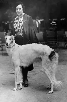 Spanischer Borzoi