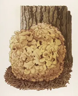 Cauliflower Mushroom Drucke: Sparassis Crispa