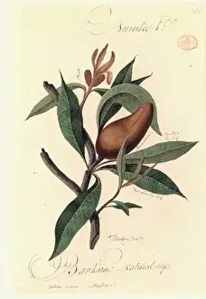 Eine Spezies der Banksia