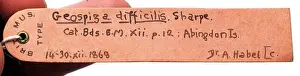 Studio Shot Of A Finch Drucke: Specimen label for Geospiza difficilis, sharp-beaked ground