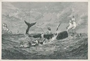 Drucke von Ein Spermwalch angreiffte Physeteridae Drucke: Wale aus dem Jahr 1868
