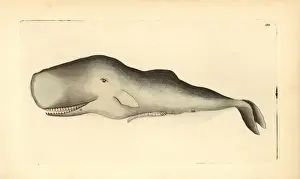 Sperm Whale Illustration Drucke: Sperm whale, Physeter macrocephalus