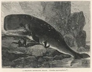 Marine Life History Drucke: Sperm Whale on Rocks