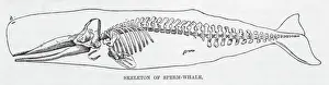 Drucke von Das Skelett eines Spermwalen Physeteridae Drucke: Wale-Skelett des Spermauers