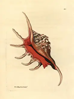 Frederick Nodder Engraving Drucke: Spider conch shell, Lambis lambis