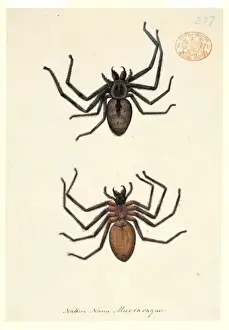 Australian Spiders Drucke: Spider illustration