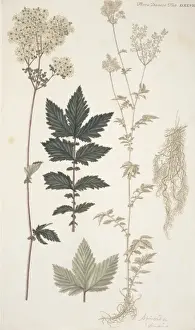 Botany Library Collection Drucke: Spiraea sp