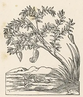 Mary Evans Prints Collection Drucke: Spontaneous Geese -2