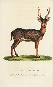 Zoology Historical Illustrations Drucke: Spotted axis, Axis axis
