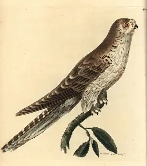 Naturalist Illustrations History Drucke: Spotted eagle-owl, Bubo africanus