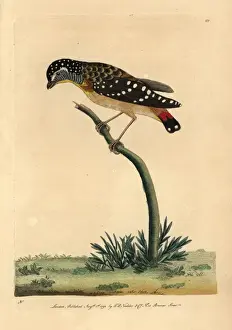 The Naturalists Miscellany Book Drucke: Spotted pardalote, Pardalotus punctatus