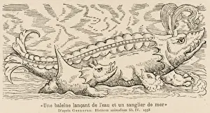 Historical Sea Creatures Drucke: Spouting Whale-Fish