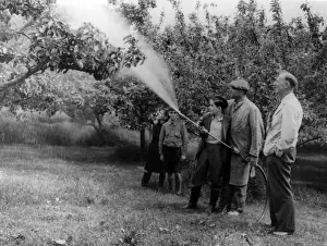 Historical Farming Practices UK Drucke: Spraying Apple Trees