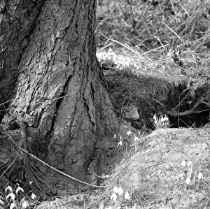 Norman Synge Photography Drucke: Spring Snowdrops