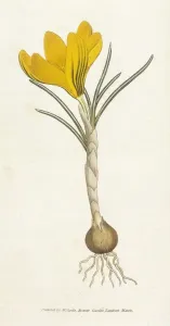 Vintage Botanical Artwork Drucke: Curtis / Spring Crocus