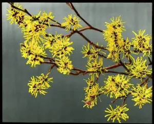 Bäume Drucke: Hamemalis Mollis