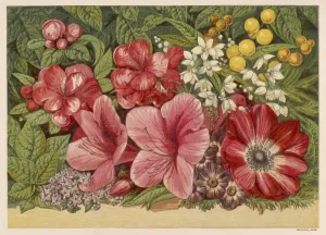Drucke von Acacia Dealbata, Mimosa Deutzia gracilis, Mock orange Senecio Cineraria Chaenomeles japonica Japanese quince Azalea Anemone coronaria Heliotropium Gracilis Drucke: Frühlingsblumen 1866