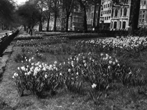 Springtime In England Drucke: Springtime in Green Park