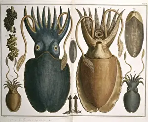 Kalmarillustration