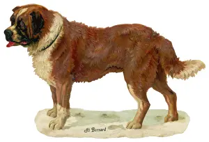 Historical Dog Breeds Drucke: ST BERNARD