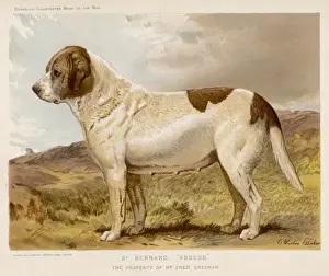 Drucke von Freds Glases Smiths sanfter Bernhardabtesse Der Heilige Bernhard Drucke: Rottweiler (Brauer)