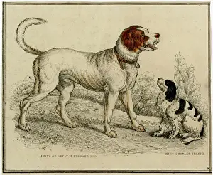 Drucke von Ein Königskurzhaarhund sieht sehr viel wie ein Spielzeughund neben einem Heiligen Bernhard. Datum: 1840 König Karl Drucke: Rottweiler und Königskatz